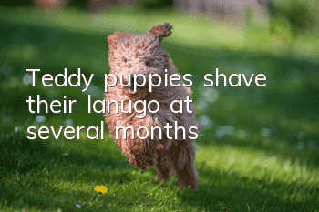 Teddy puppies shave their lanugo at several months