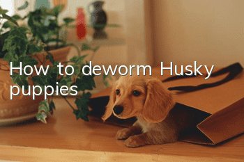 How to deworm Husky puppies