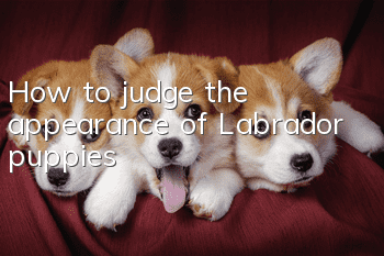 How to judge the appearance of Labrador puppies