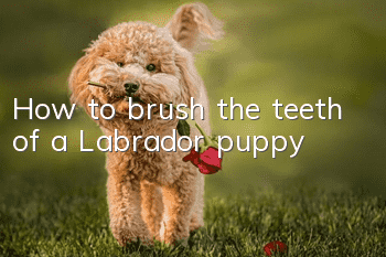 How to brush the teeth of a Labrador puppy