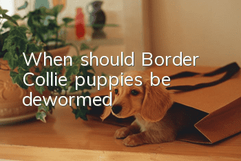 When should Border Collie puppies be dewormed?