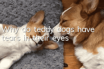 Why do teddy dogs have tears in their eyes?