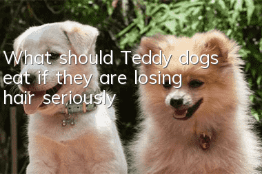What should Teddy dogs eat if they are losing hair seriously?