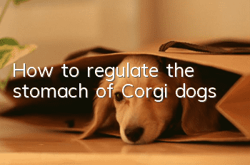 How to regulate the stomach of Corgi dogs