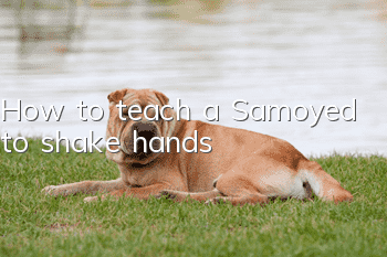 How to teach a Samoyed to shake hands