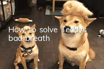 How to solve Teddy’s bad breath