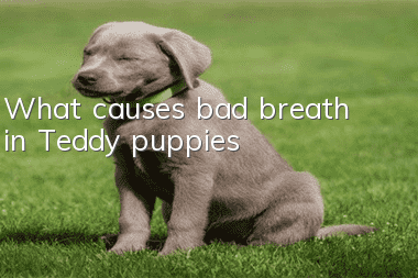 What causes bad breath in Teddy puppies?
