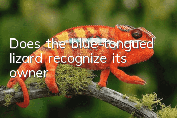 Does the blue-tongued lizard recognize its owner?