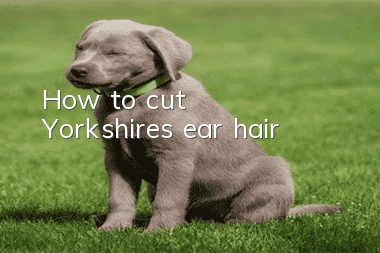 How to cut Yorkshire’s ear hair