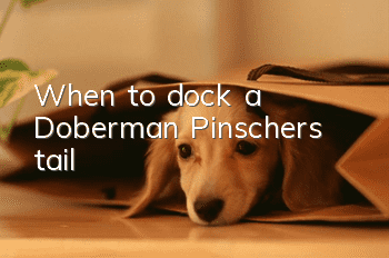 When to dock a Doberman Pinscher’s tail?