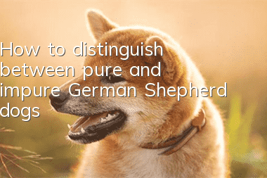 How to distinguish between pure and impure German Shepherd dogs