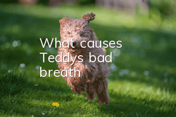 What causes Teddy's bad breath?