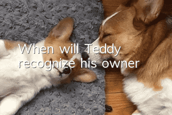 When will Teddy recognize his owner?