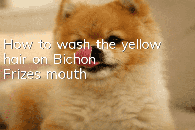 How to wash the yellow hair on Bichon Frize's mouth