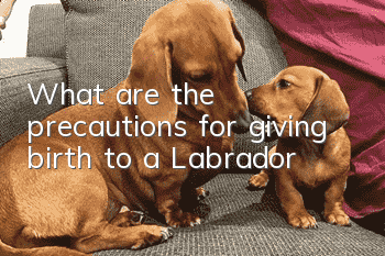 What are the precautions for giving birth to a Labrador?