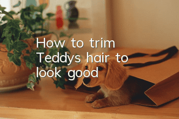 How to trim Teddy's hair to look good