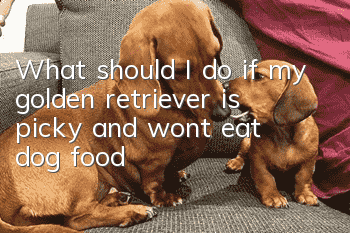 What should I do if my golden retriever is picky and won’t eat dog food?