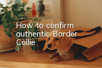 How to confirm authentic Border Collie