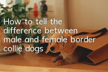 How to tell the difference between male and female border collie dogs
