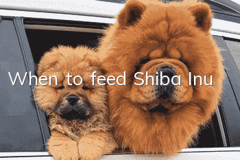 When to feed Shiba Inu