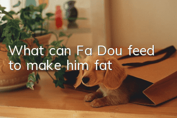 What can Fa Dou feed to make him fat?