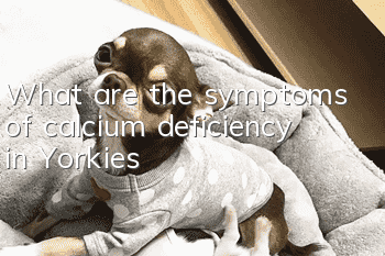 What are the symptoms of calcium deficiency in Yorkies?