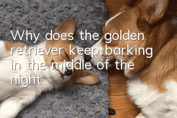 Why does the golden retriever keep barking in the middle of the night?