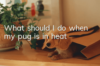 What should I do when my pug is in heat?