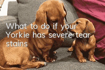 What to do if your Yorkie has severe tear stains