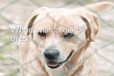 When will corgis be bred?