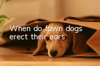 When do fawn dogs erect their ears?