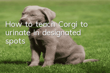 How to teach Corgi to urinate in designated spots