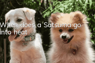 When does a Satsuma go into heat?