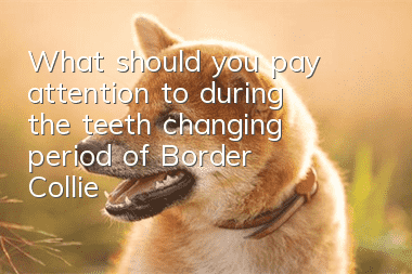What should you pay attention to during the teeth changing period of Border Collie?