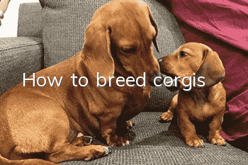 How to breed corgis