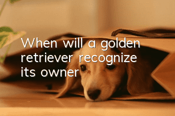 When will a golden retriever recognize its owner?