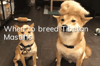 When to breed Tibetan Mastiffs