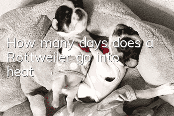 How many days does a Rottweiler go into heat?