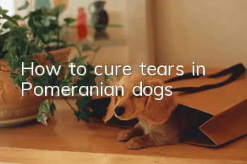 How to cure tears in Pomeranian dogs
