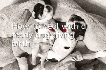 How to deal with a teddy dog ​​giving birth