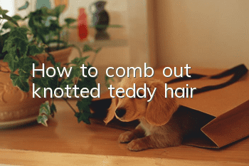 How to comb out knotted teddy hair