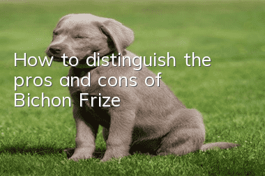 How to distinguish the pros and cons of Bichon Frize