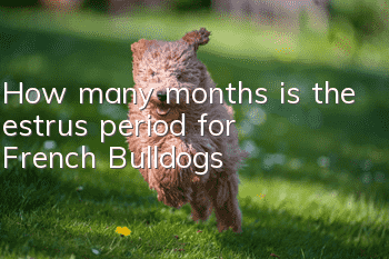 How many months is the estrus period for French Bulldogs?
