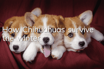 How Chihuahuas survive the winter