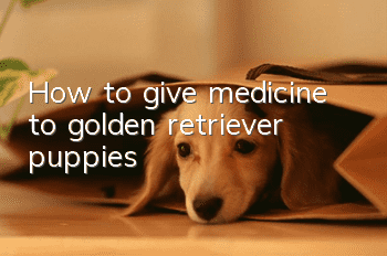 How to give medicine to golden retriever puppies
