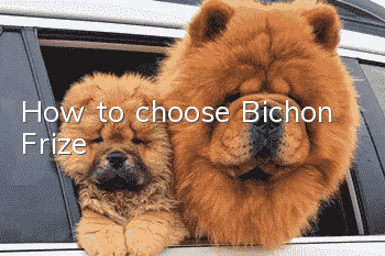 How to choose Bichon Frize