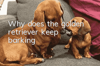 Why does the golden retriever keep barking?