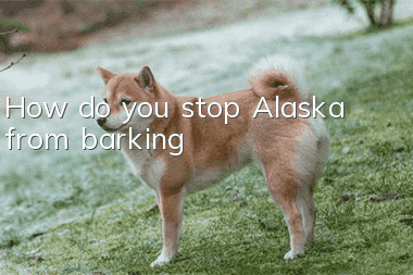 How do you stop Alaska from barking?