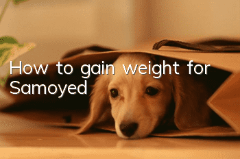How to gain weight for Samoyed