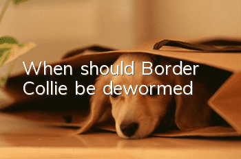 When should Border Collie be dewormed?